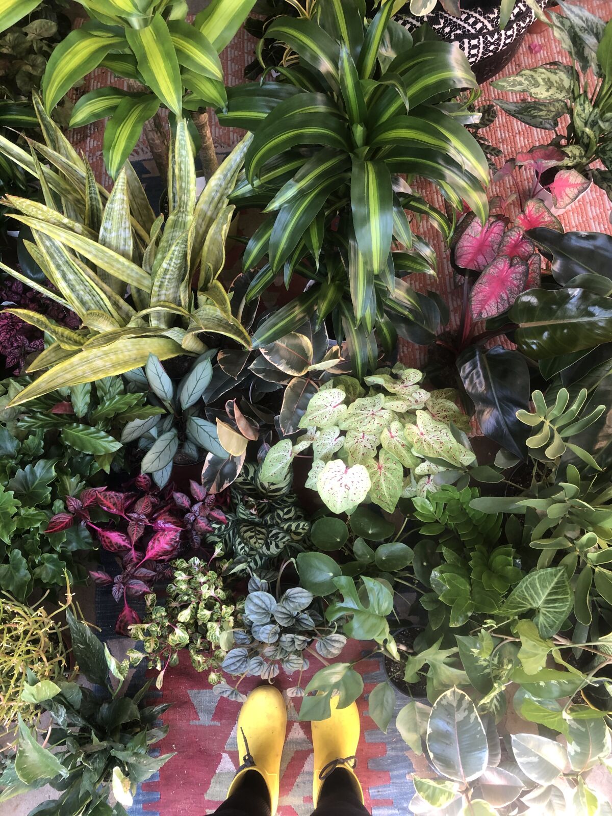 A selection of plants at Jungle Fever San Diego