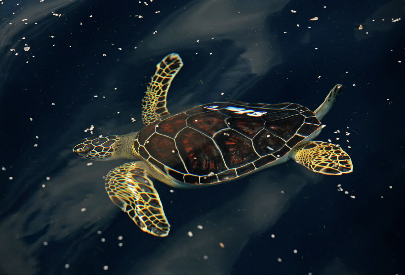 A green turtle swims in the Gulf of Mexico in October 2010 after being captured months before due to the BP oil spill. Thirty-two sea turtles were returned to federal waters some 50 miles south of Grande Isle, La.