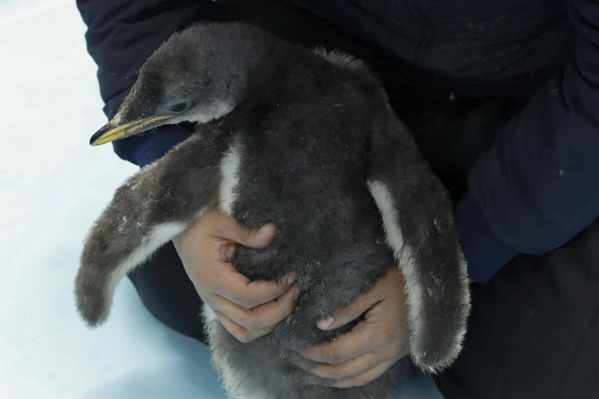 El pingüino Álex, un aleteo de felicidad en acuario mexicano