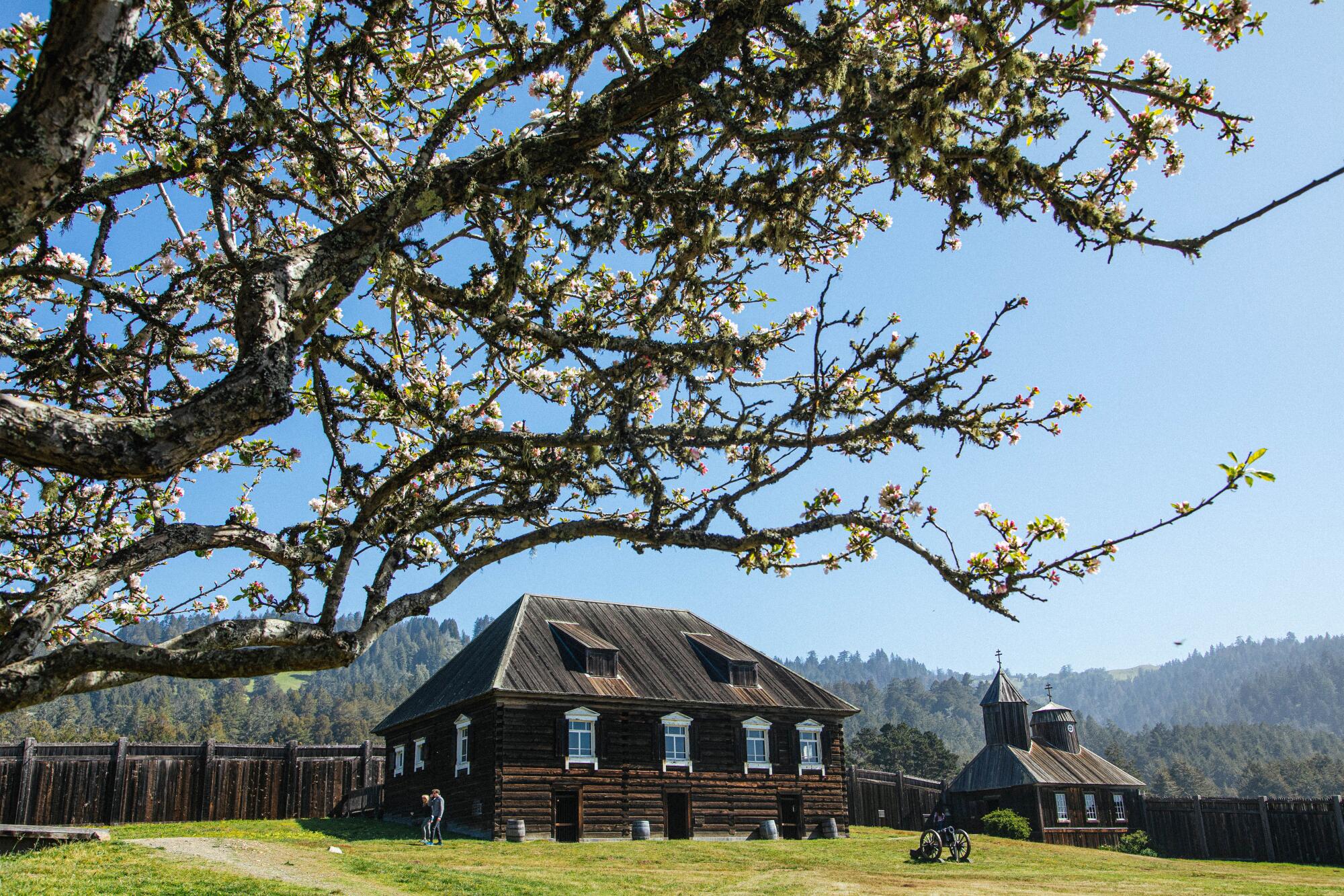 Branches of a flowering tree frame a view of two old wooden structures in a pastoral field 