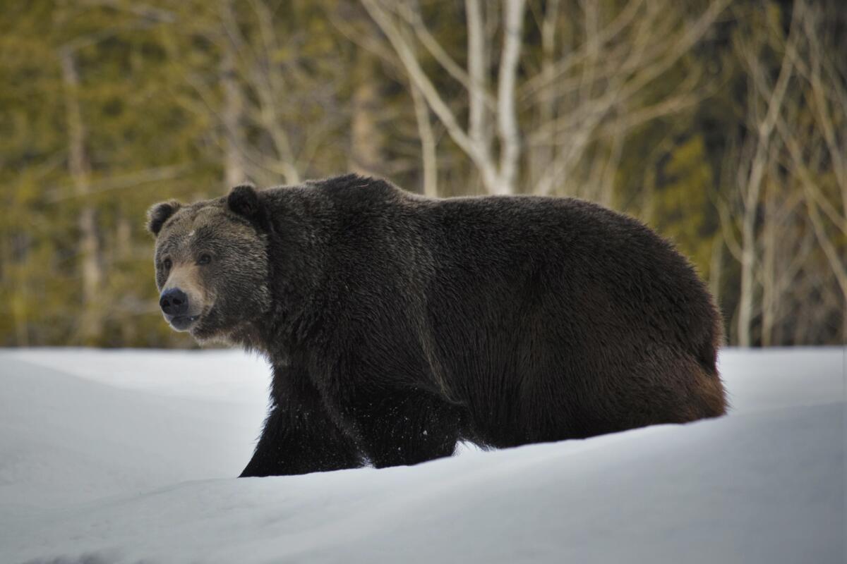 A grizzly bear amid a snow-covered landscape 