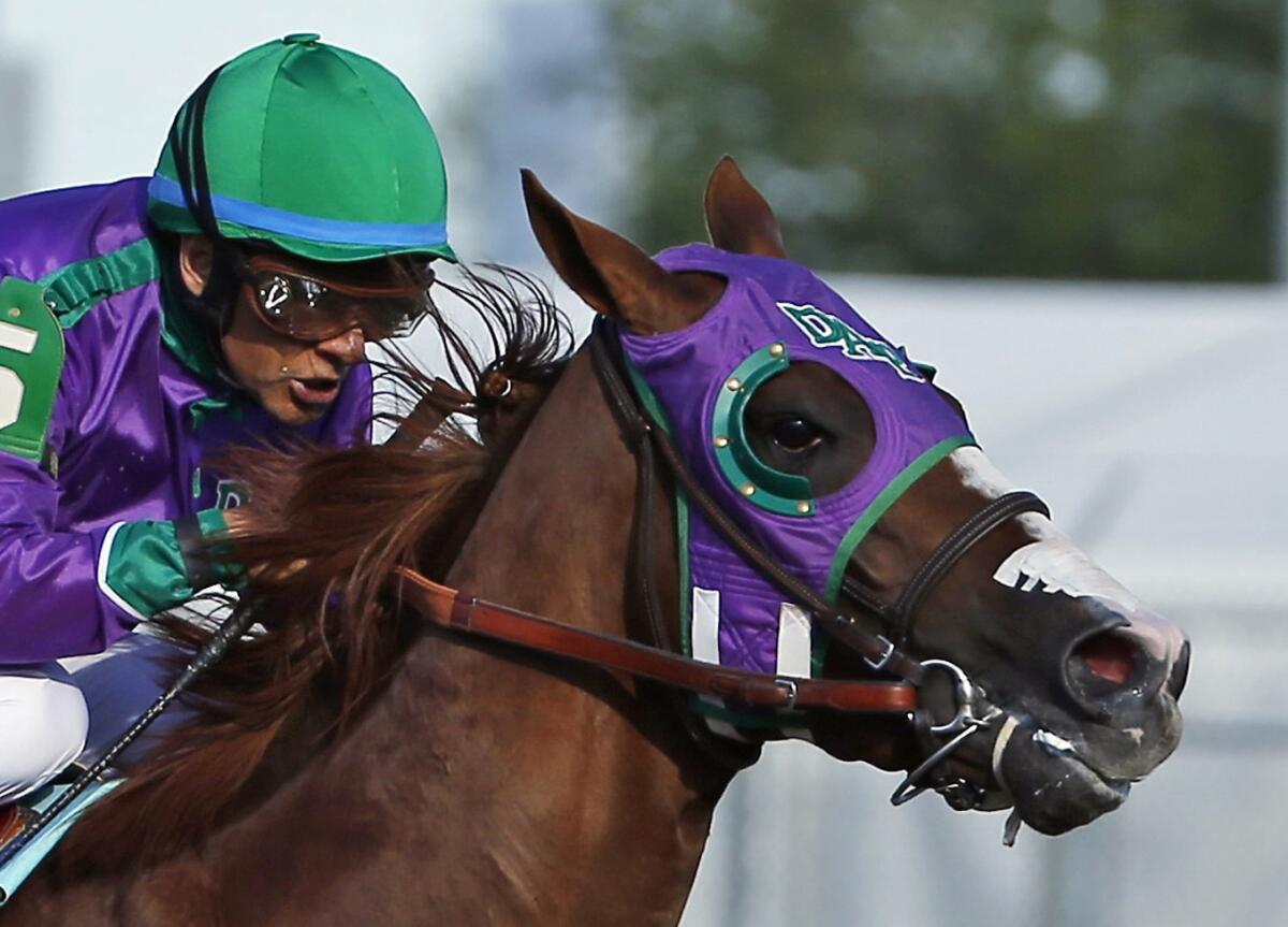 Jockey Victor Espinoza and California Chrome, with a white nasal strip taped above his nostrils, charge to victory in the Kentucky Derby.