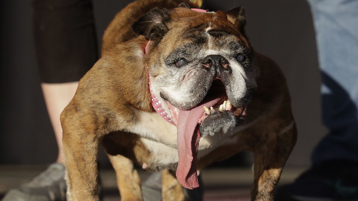 Zsa Zsa stands onstage June 23 after being announced as the winner of the World's Ugliest Dog Contest at the Sonoma-Marin Fairgrounds in Petaluma, Calif., on June 23.