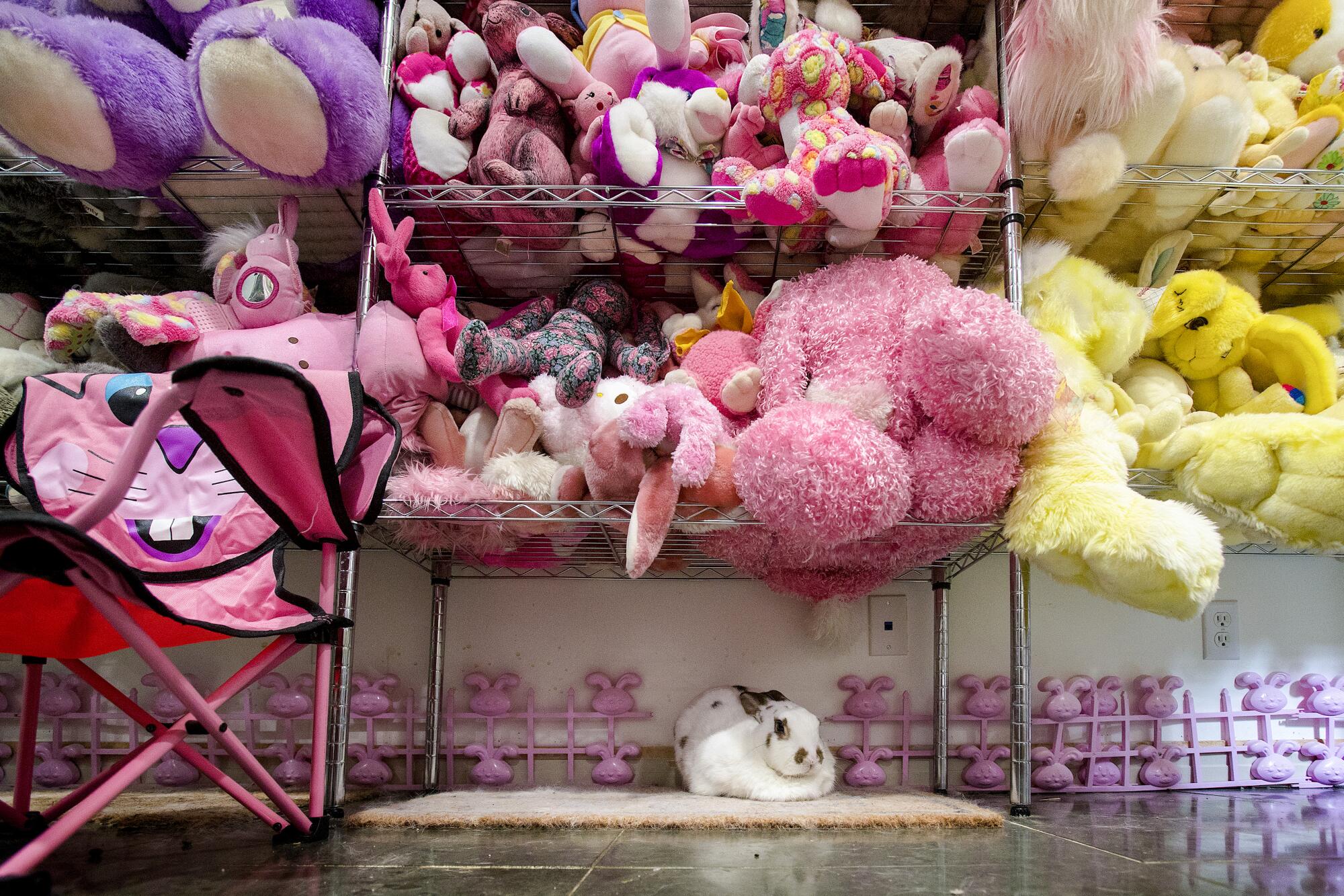A live bunny sitting on the ground underneath large shelves of stuffed bunny toys