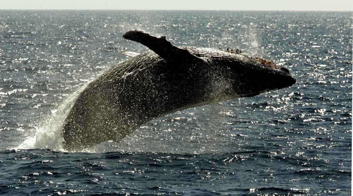 A humpback whale leaps out of the water in what is called breaching. The Navy has rejected a call from the California Coastal Commission to curtail the use of sonar and explosives.