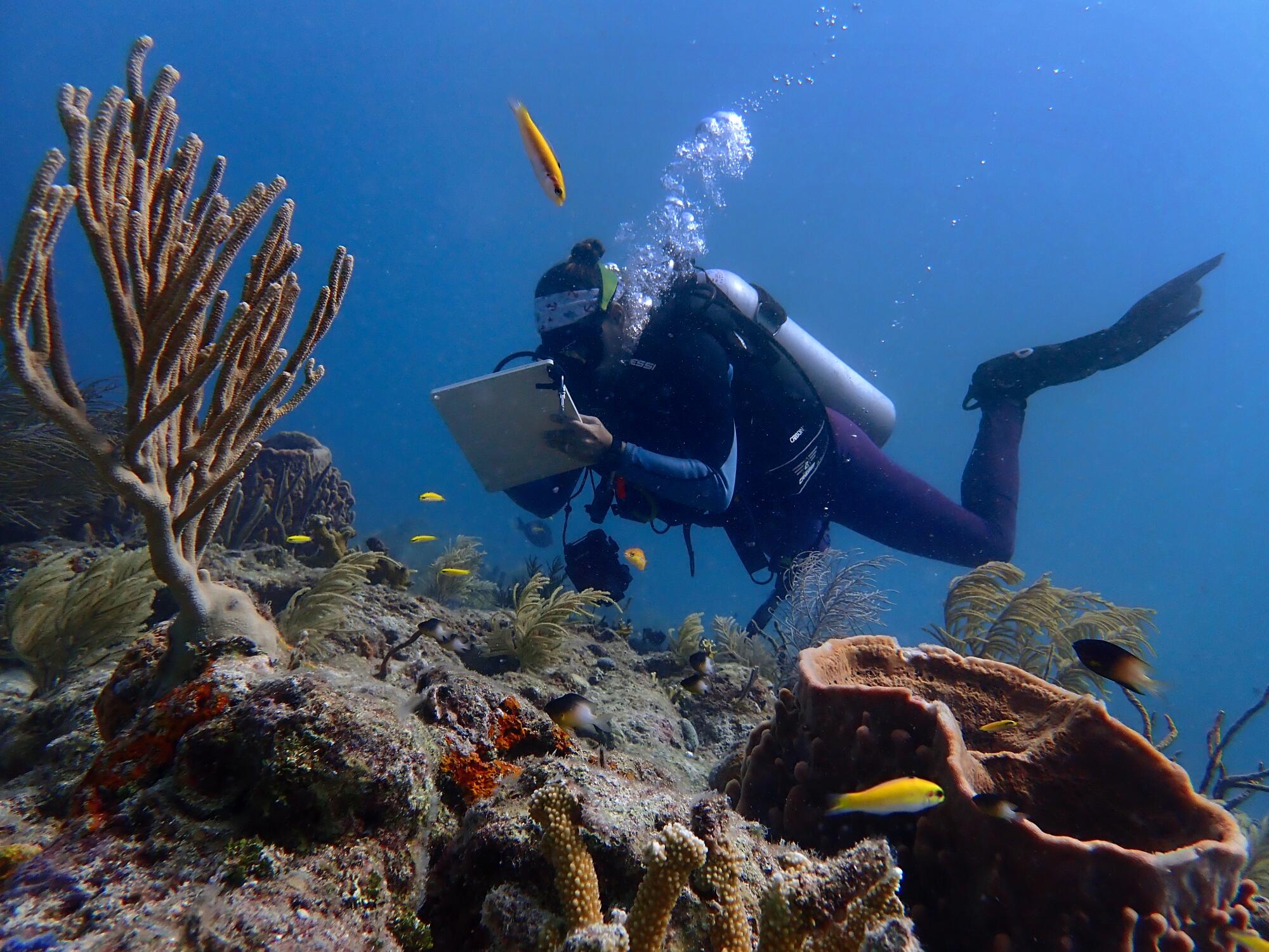 Scientists want to rescue reefs and protect Miami with tougher breeds of staghorn  coral