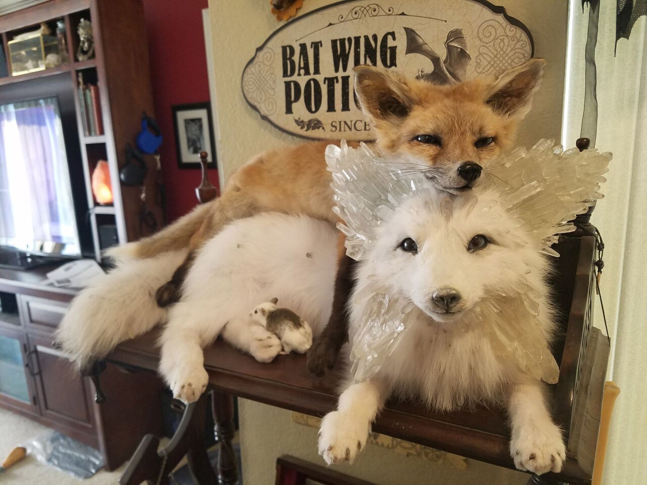 An example of Kady Rose's taxidermy. Rose is a 25-year-old college student who makes a living off her unconventional form of taxidermy as art.