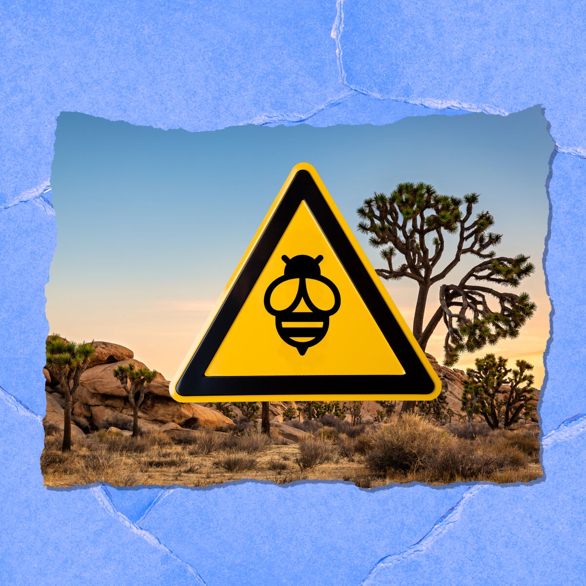 A warning sign on top of a Joshua tree.