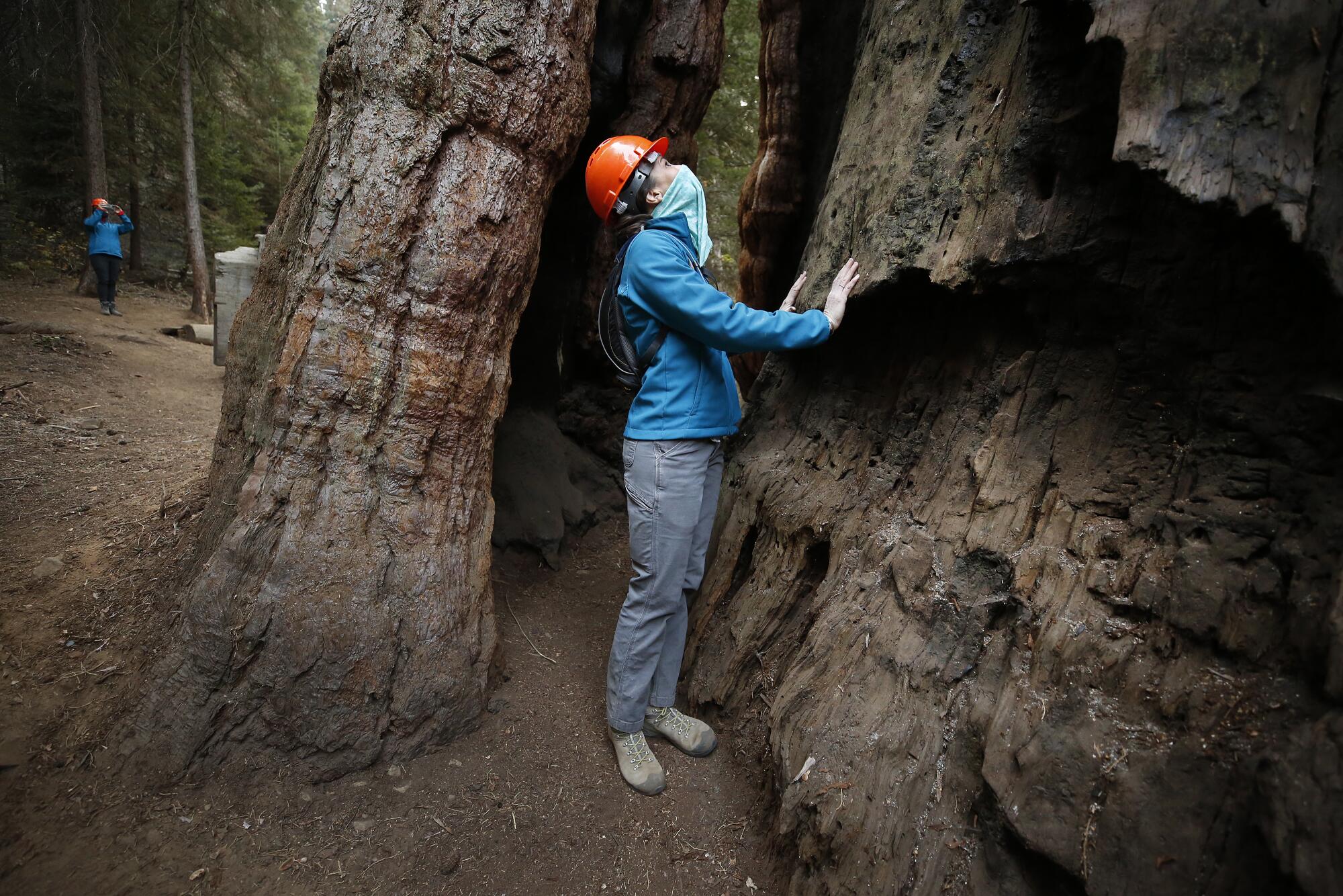 A woman in an orange hard hat walks through a gap in the base of a massive tree and looks up