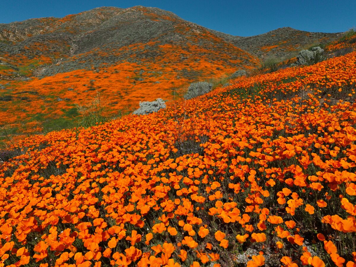 Orange poppies bloom, covering a hillside.