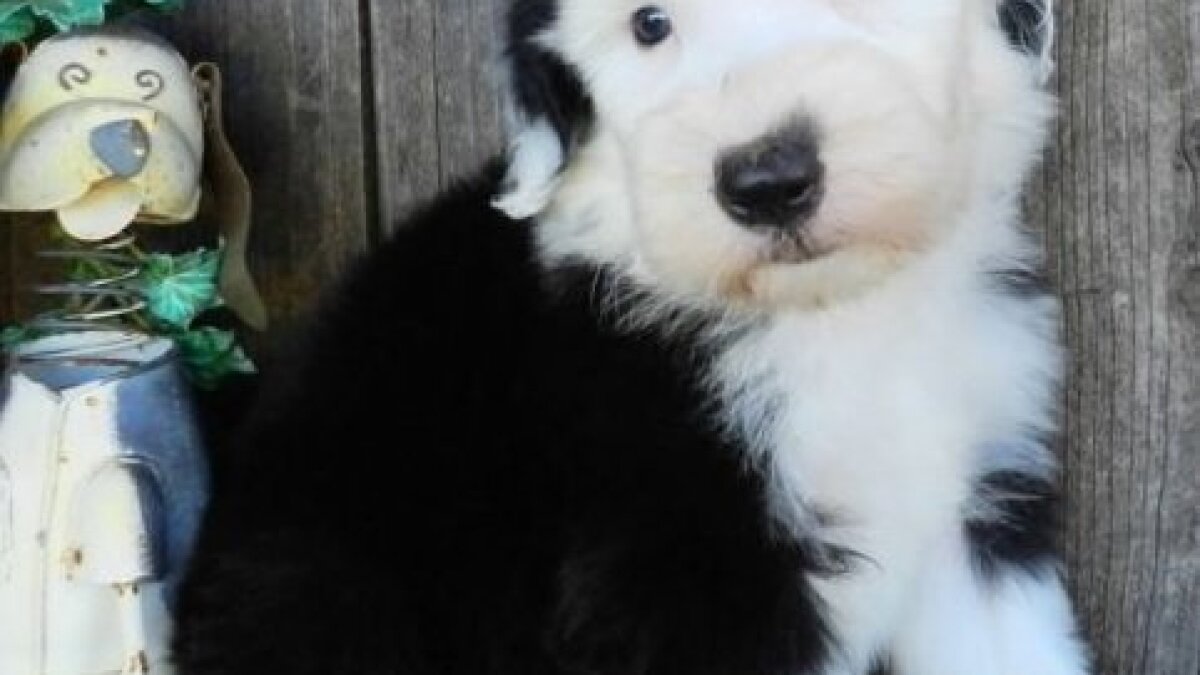 Puppy Lovers Targeted In Ebay Classifieds Scam The San Diego