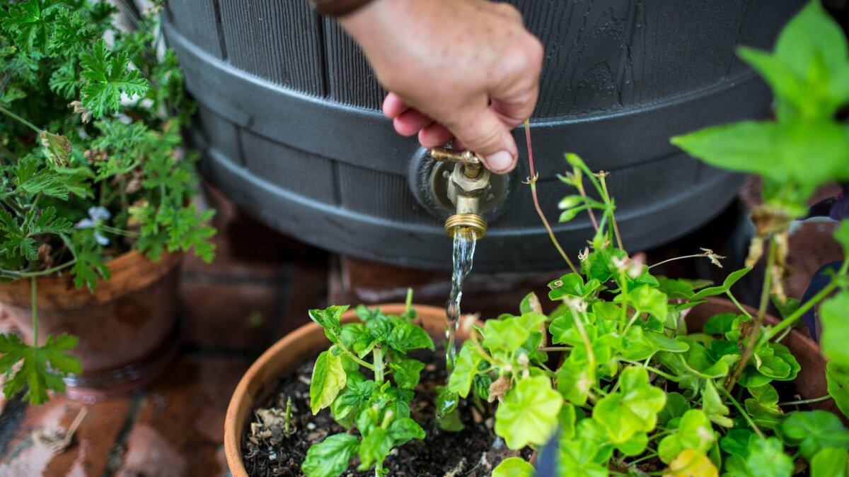 Annie Costanzo waters plants using a rain barrel in Los Angeles. Researchers say that when Californians conserved water during the drought, they also cut back on pollution.