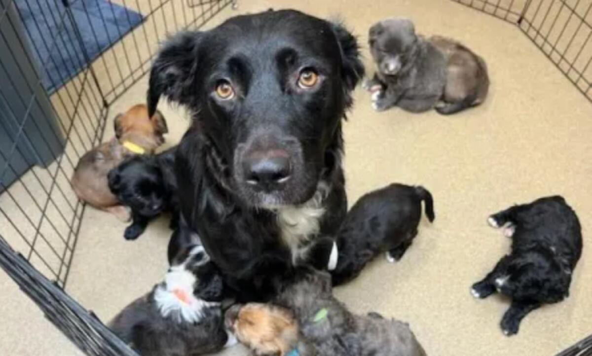 A black adult dog surrounded by puppies in a caged area