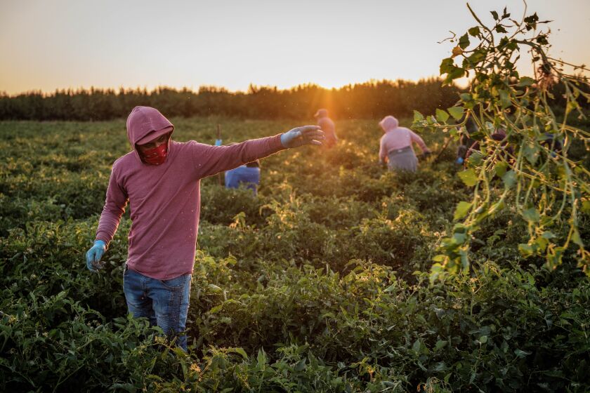 Farmworkers weed a tomato field in French Camp, Calif. in 2020.