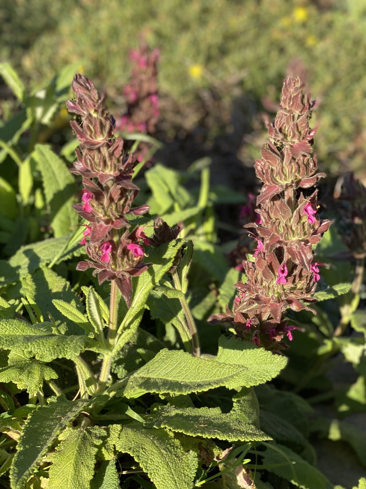 Thick magenta blossoms rising above the wide green leaves of hummingbird sage 