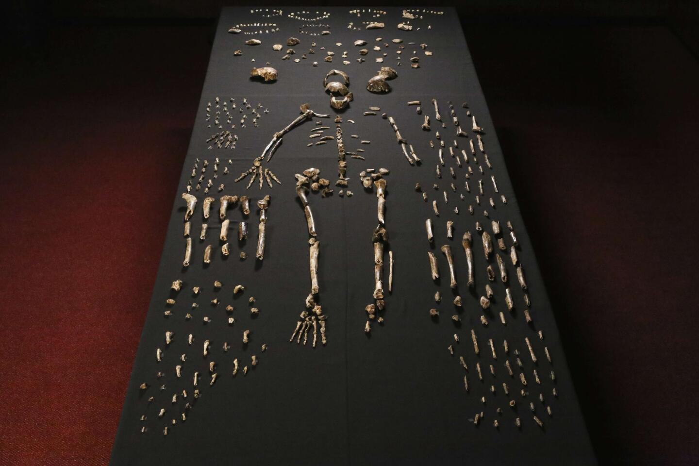 The skeleton of Homo naledi is seen in the Wits bone vault at the Evolutionary Studies Institute at the University of the Witwatersrand in Johannesburg, South Africa. The fossils are among nearly 1,700 bones and teeth retrieved from a nearly inaccessible cave near Johannesburg. The fossil trove was created, scientists believe, by Homo naledi repeatedly secreting the bodies of their dead companions in the cave.