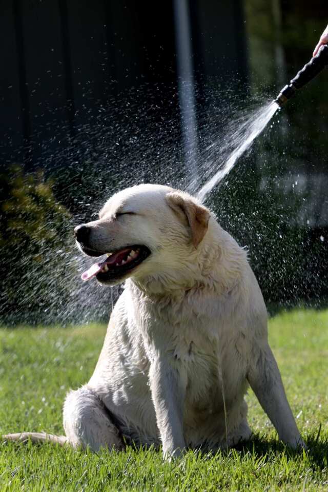 Cooling down the dog
