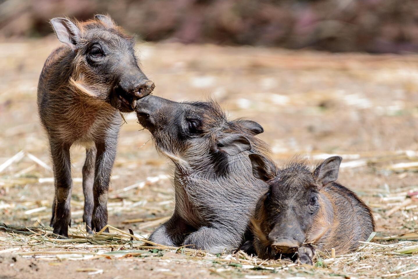 Newly born baby warthogs appear at the Oakland Zoo in Oakland, Calif., on June 6, 2016.