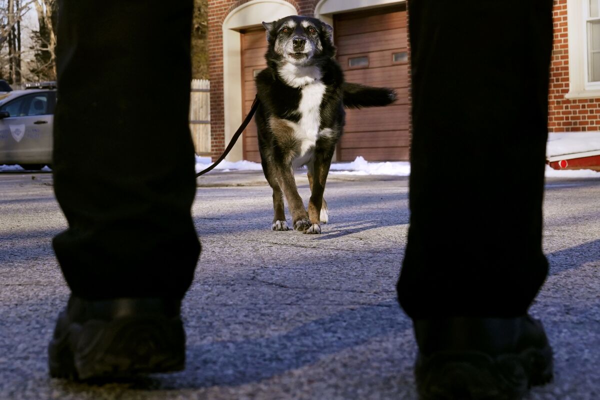 Ruby, a working K-9 for the Rhode Island State Police and former shelter dog, returns to her partner, state police Cpl. Daniel O'Neil, outside the barracks in North Kingstown, R.I., Wednesday, Feb. 16, 2022. The Australian shepherd and border collie mix will be featured in a Netflix movie titled "Rescued by Ruby", which chronicles the dog's life from being returned five times to a shelter as an uncontrollable pup to an eleven year veteran search and rescue K-9. (AP Photo/Charles Krupa)