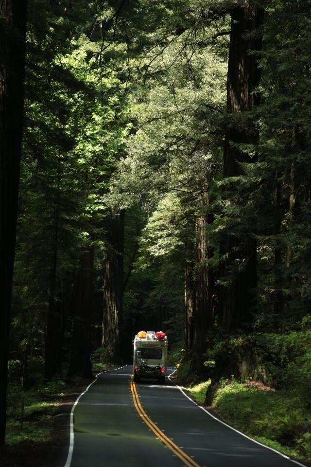 Avenue of the Giants