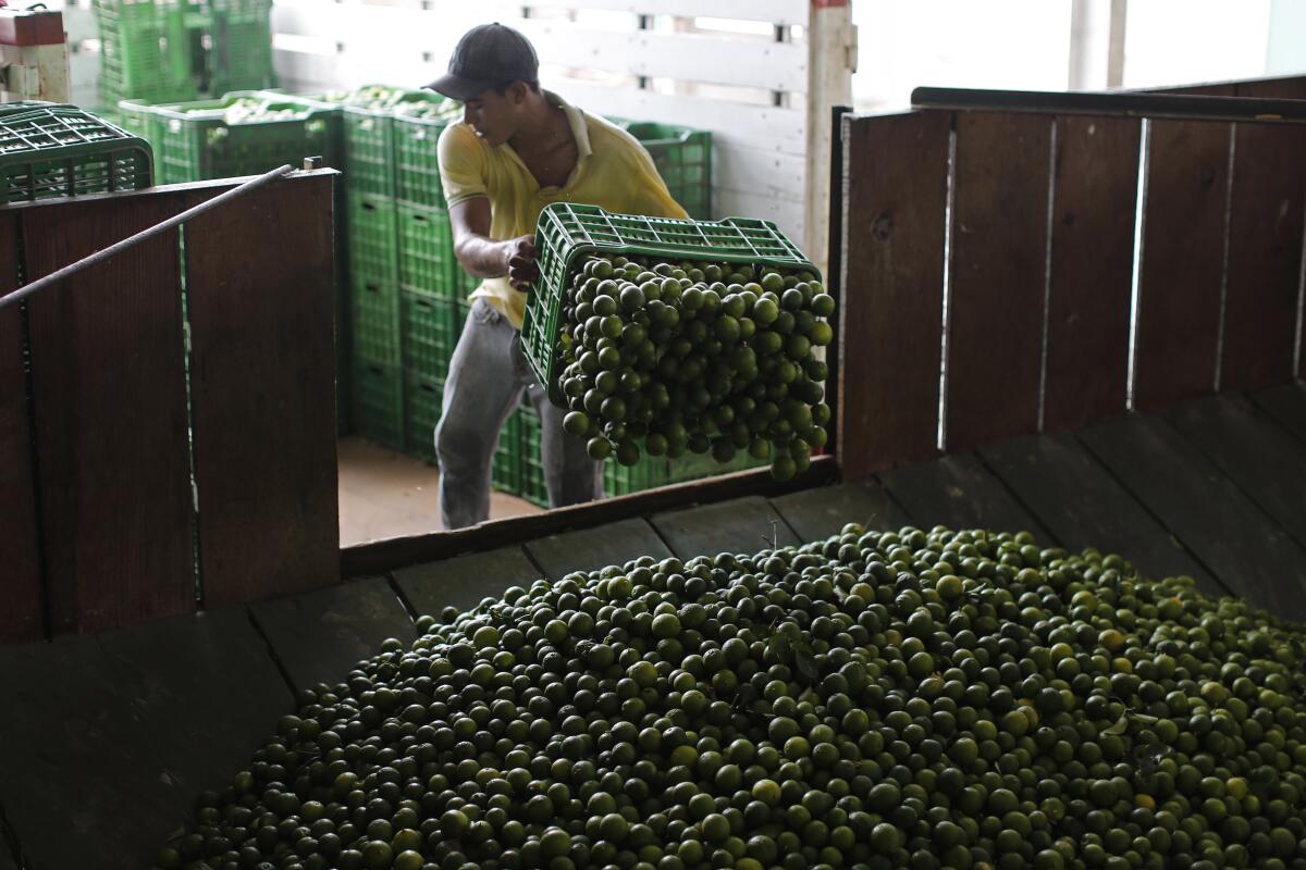ARCHIVO - Un trabajador descarga limones en una planta empacadora en la localidad de La Ruana, 