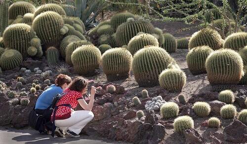 The Desert Garden at the Huntington Botanical Gardens in San Marino is celebrating its 100th birthday this year. Here, visitors photograph part of the collection of 500 golden barrel cactuses, some 85 years old.