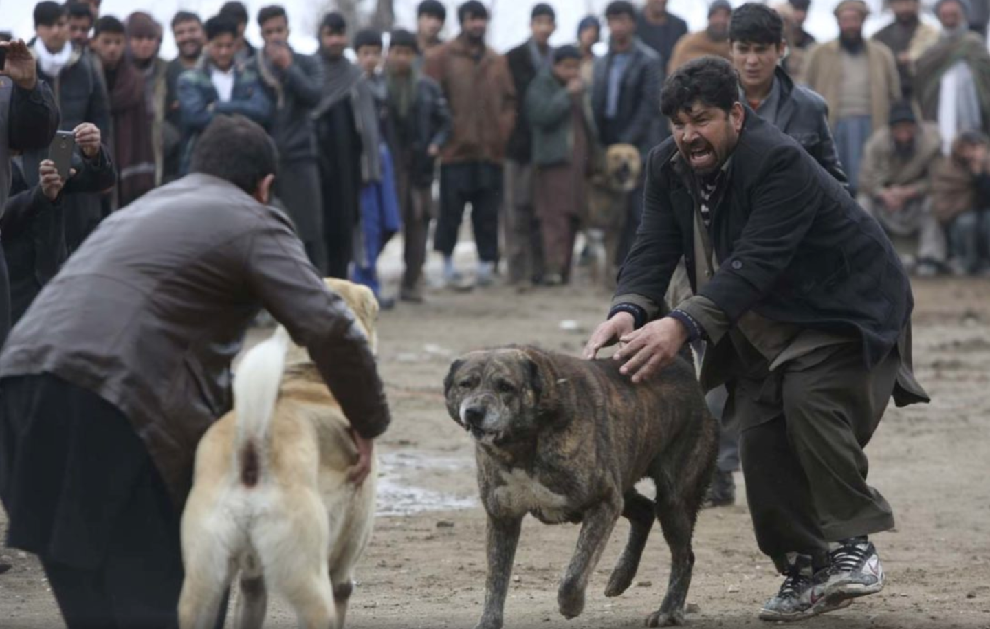 Las peleas de perros son el 'entretenimiento' para centenares de afganos cuyas apuestas pueden llegar a los miles de dólares...