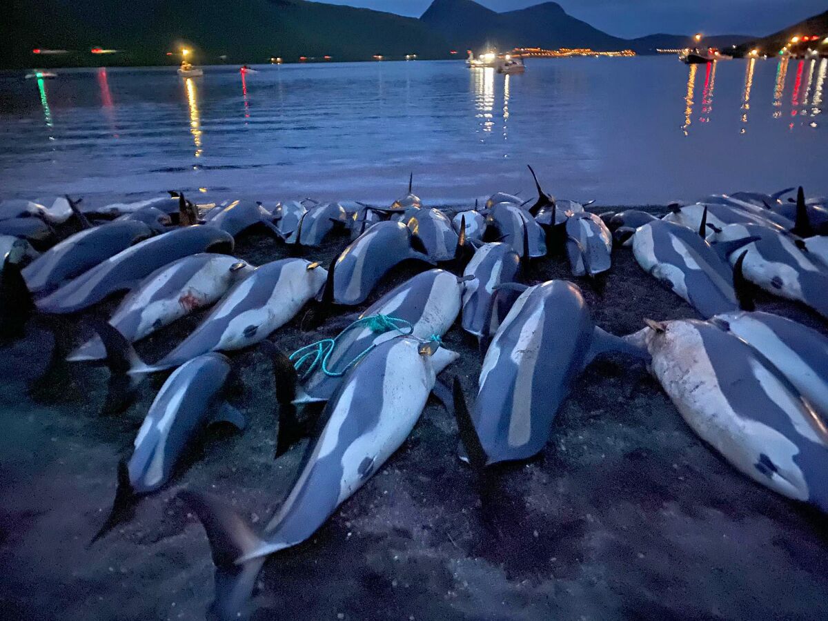 In this image released by Sea Shepherd Conservation Society the carcasses of dead white-sided dolphins lay on a beach after being pulled from the blood-stained water on the island of Eysturoy which is part of the Faeroe Islands Sunday Sept. 12, 2021. The dolphins were part of a slaughter of 1,428 white-sided dolphins that is part of a four-century-old traditional drive of sea mammals into shallow water where they are killed for their meat and blubber. The hunt in the North Atlantic islands is not commercial and is authorized, but environmental activists claim it is cruel. (Sea Shepherd via AP)