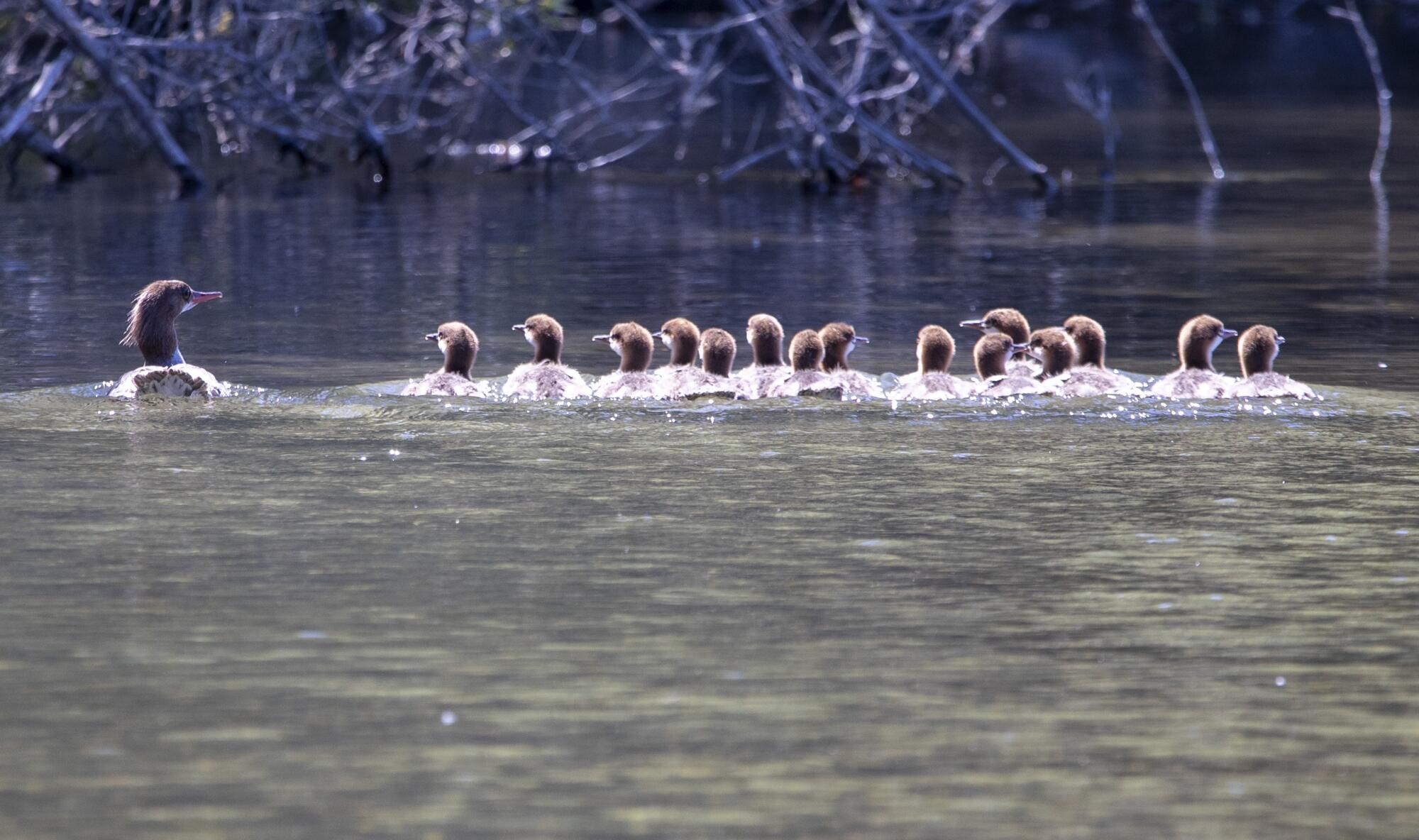 Merganser ducks on the Russian River in Healdsburg, Calif.