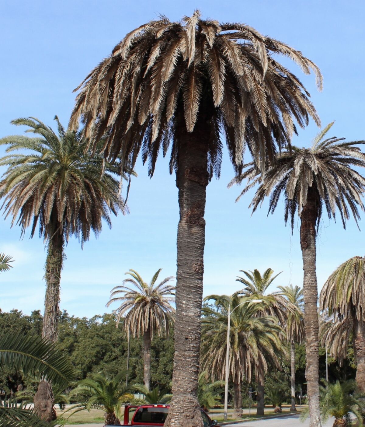 Palm trees in Point Loma show signs of palm weevil infestation.