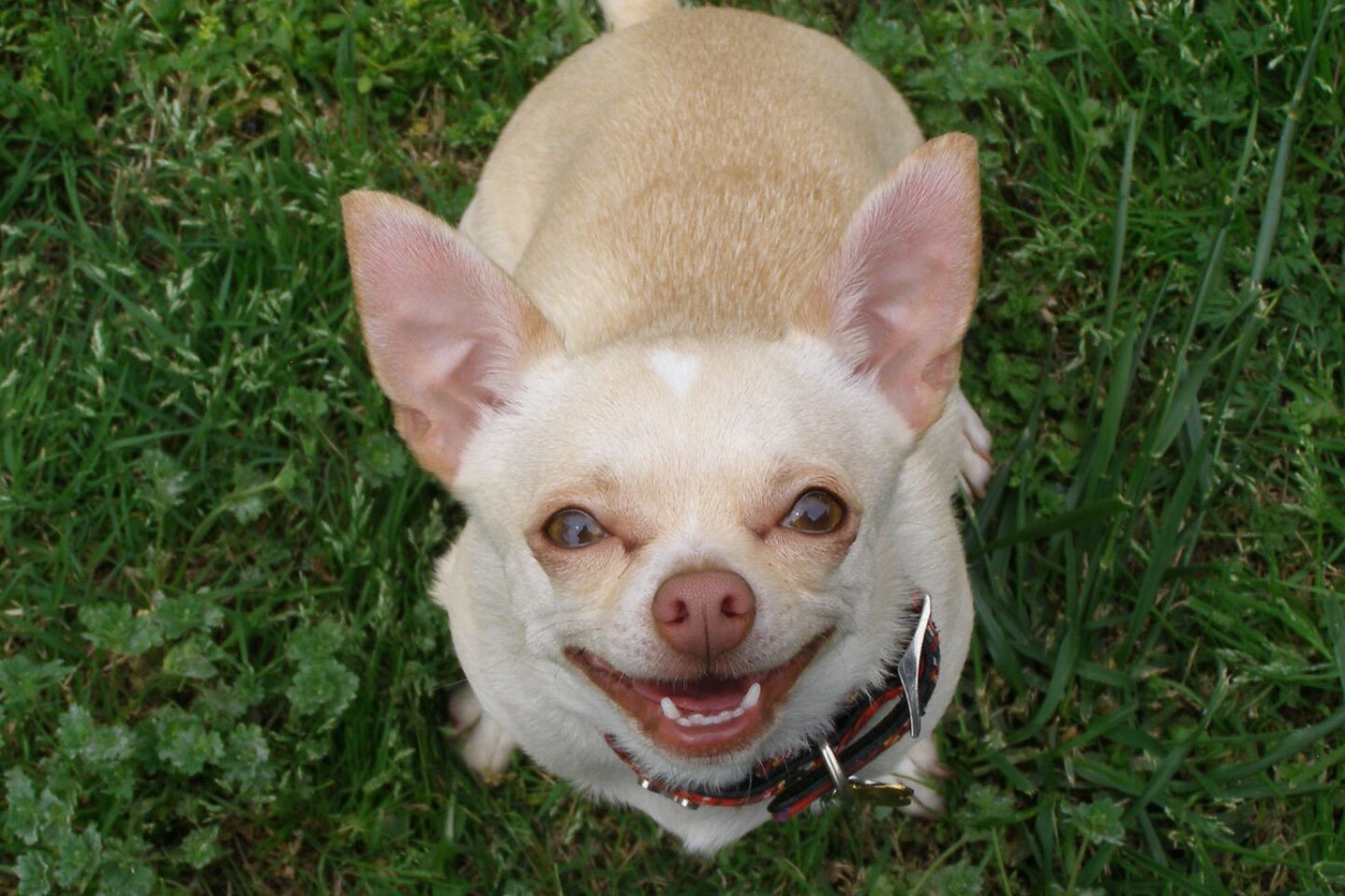 Cheery Chihuahua
