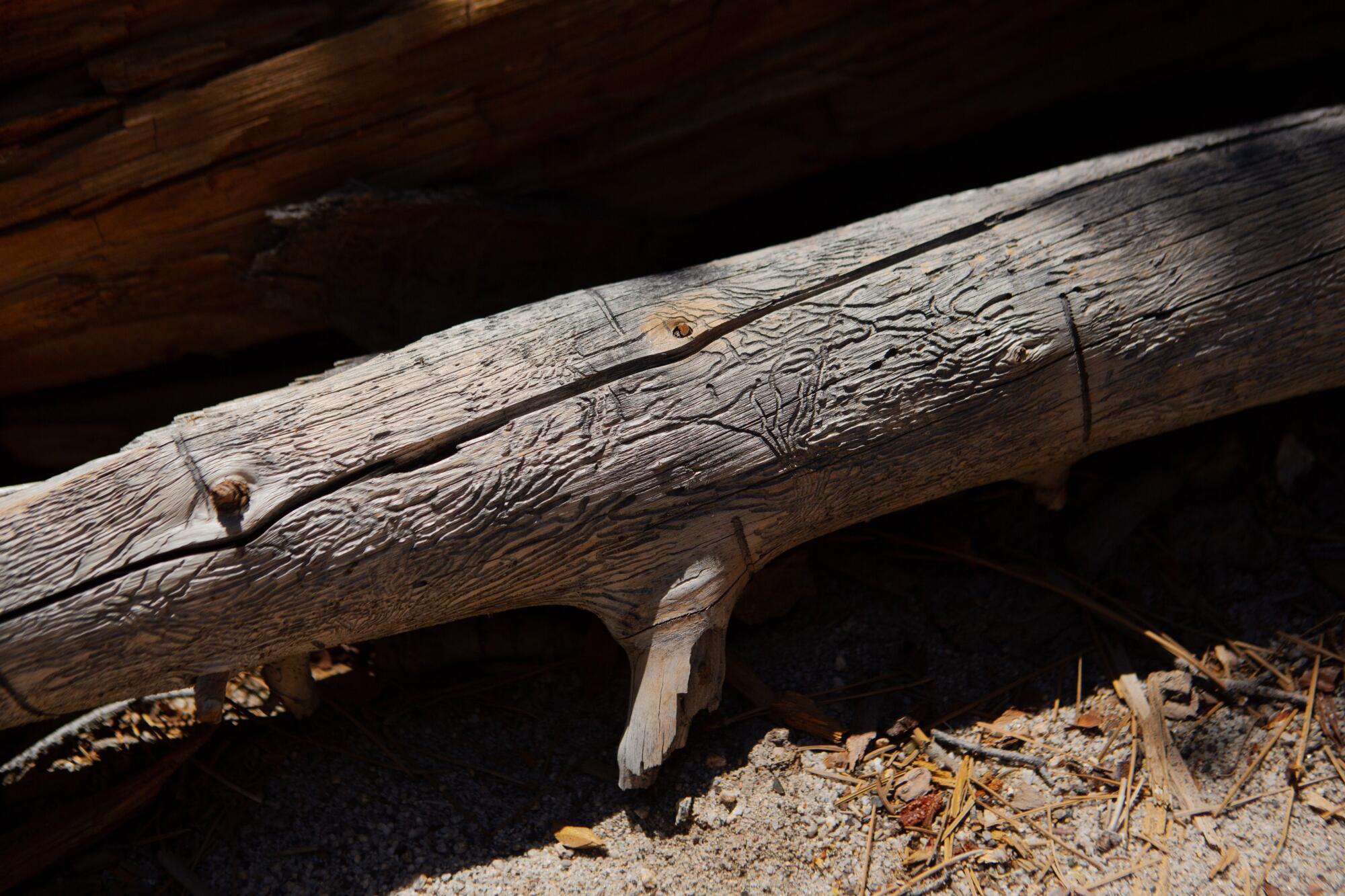 A snag with bark beetle galleries rests on the ground in the San Jacinto Mountains in Palm Springs.
