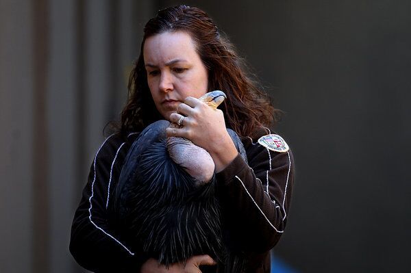 L.A. Zoo condor keeper Debbie Ciani handles No. 462 before administering tests to determine its health. The 5-year-old female bird is currently at the zoo to be treated for lead poisoning.