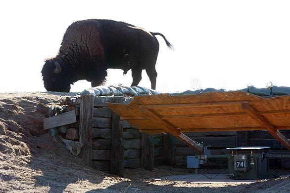 Bison on Camp Pendleton