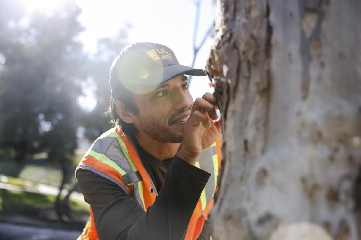 Gabe Verduzco, wearing an orange vest, as he peers closely at tree bark.