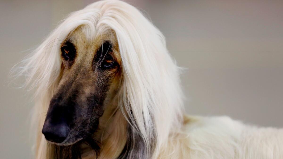 Afghan hound named Vinnie, backstage in the grooming area at the Beverly Hills Dog Show.