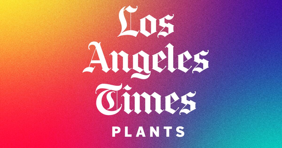 L.A. Times Plants T-Shirt in Black – Shop LA Times