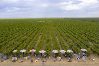 DELANO, CA - AUGUST 13: Colorful umbrellas shade farmworkers as they pack up fresh harvested grapes Thursday, Aug. 13, 2020 in Delano, CA. Brian van der Brug / Los Angeles Times)