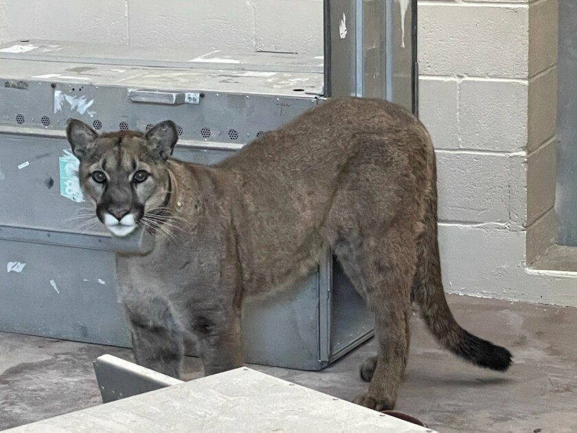 A mountain lion