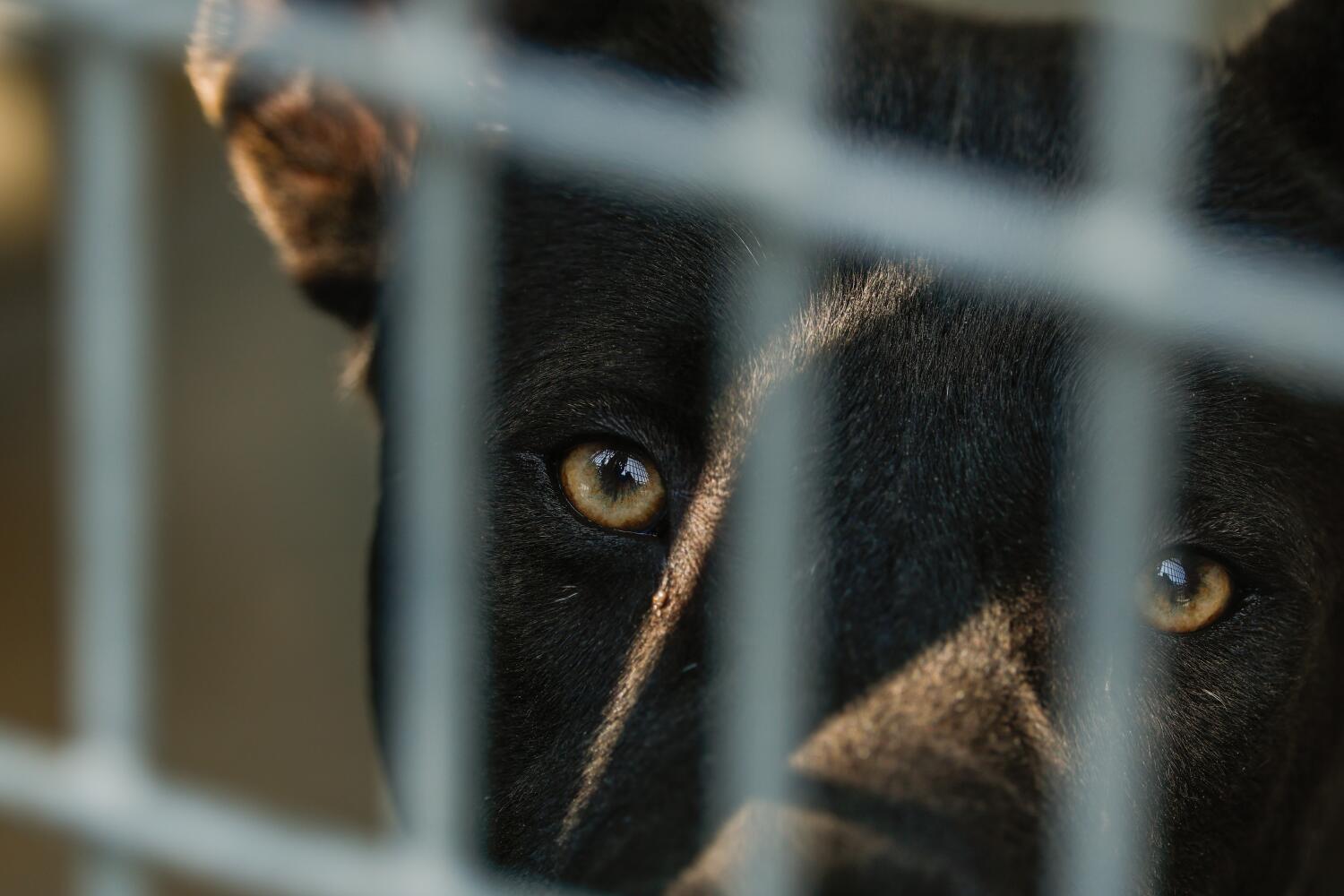 Animals seized in cruelty cases can be stuck in shelters for months. New bill aims to change that
