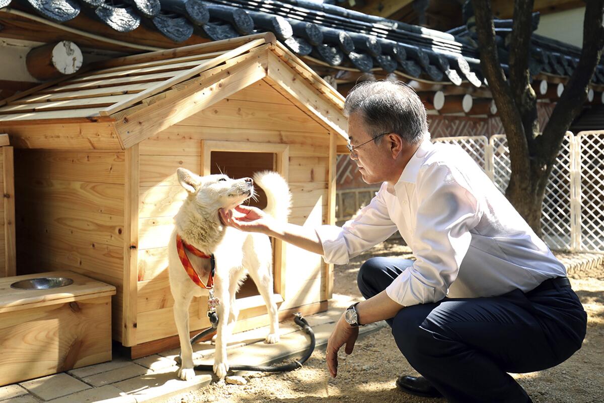 South Korean President Moon Jae-in pets a dog