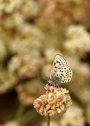 The El Segundo blue butterfly, an insect on the endangered species list, sits on a flowering seacliff buckwheat plant at Miramar Park in Torrance. Biologists are ecstatic to learn that the tiny butterfly has occupied an area of coastal sage scrub in Redondo Beach and Torrance.