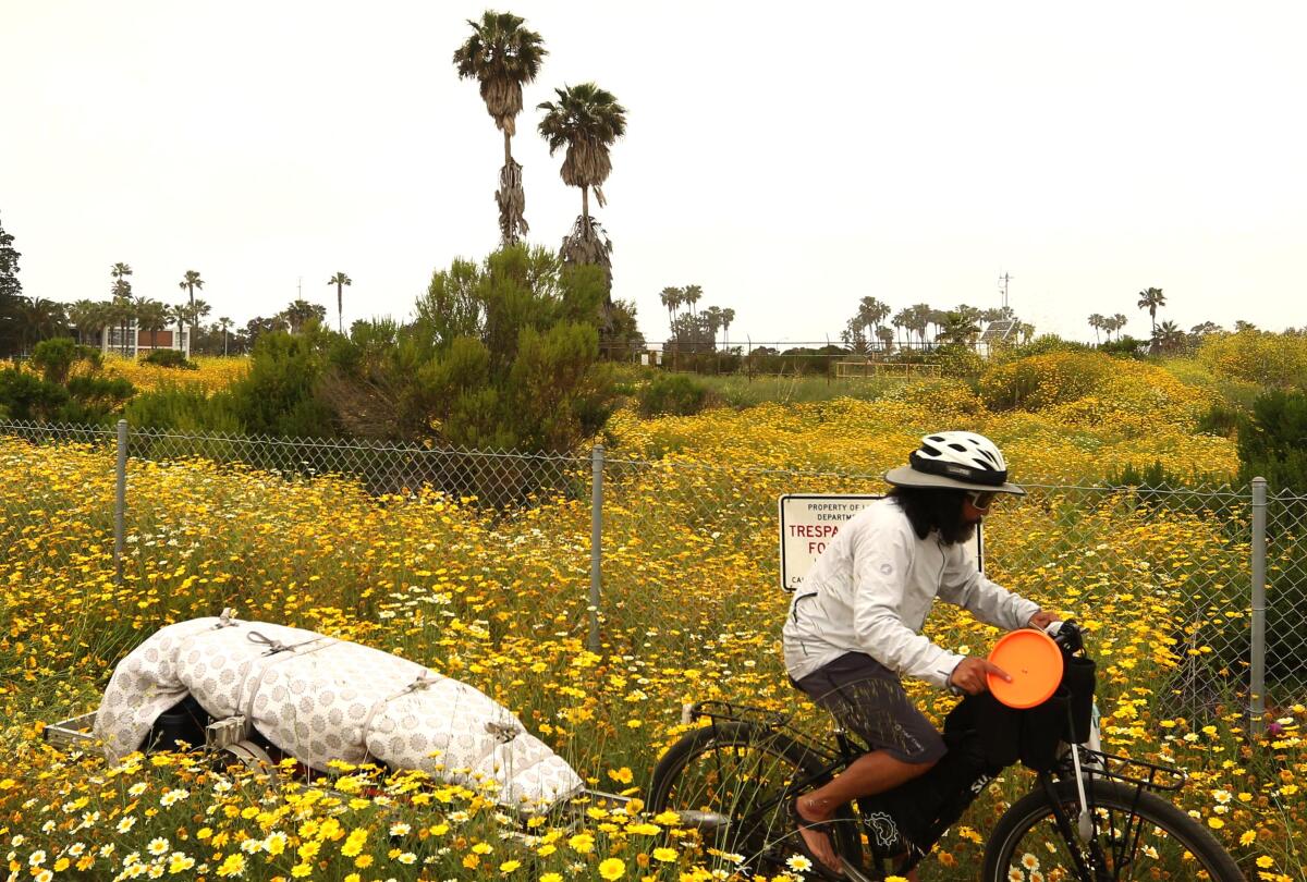 A cyclist rides through flowers.