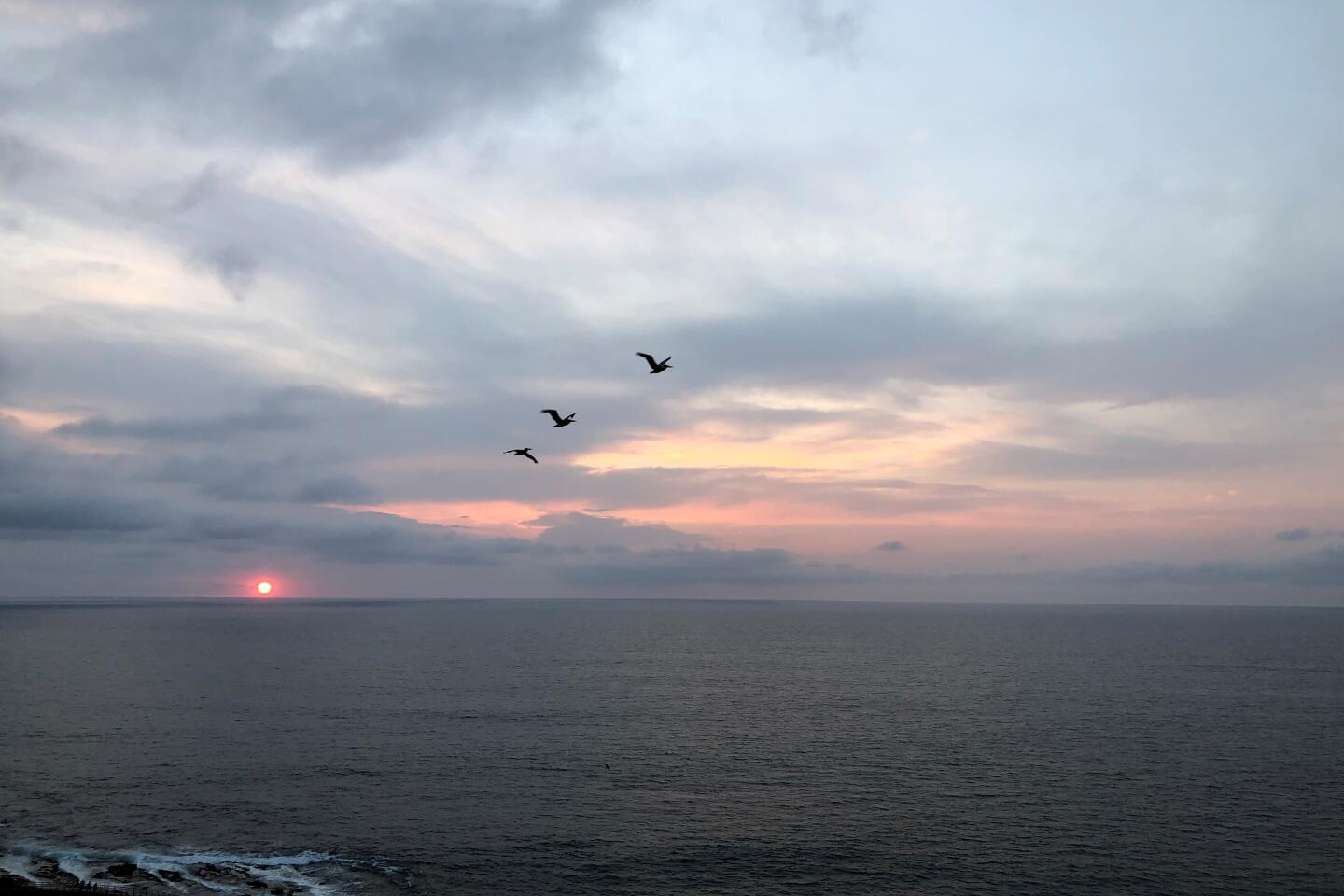 Joan Plaehn pelicans sunset.jpg
