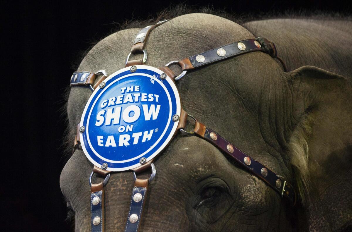 A March 2015 file photo shows an elephant before a Ringling Bros. and Barnum & Bailey Circus performance in Washington, DC.