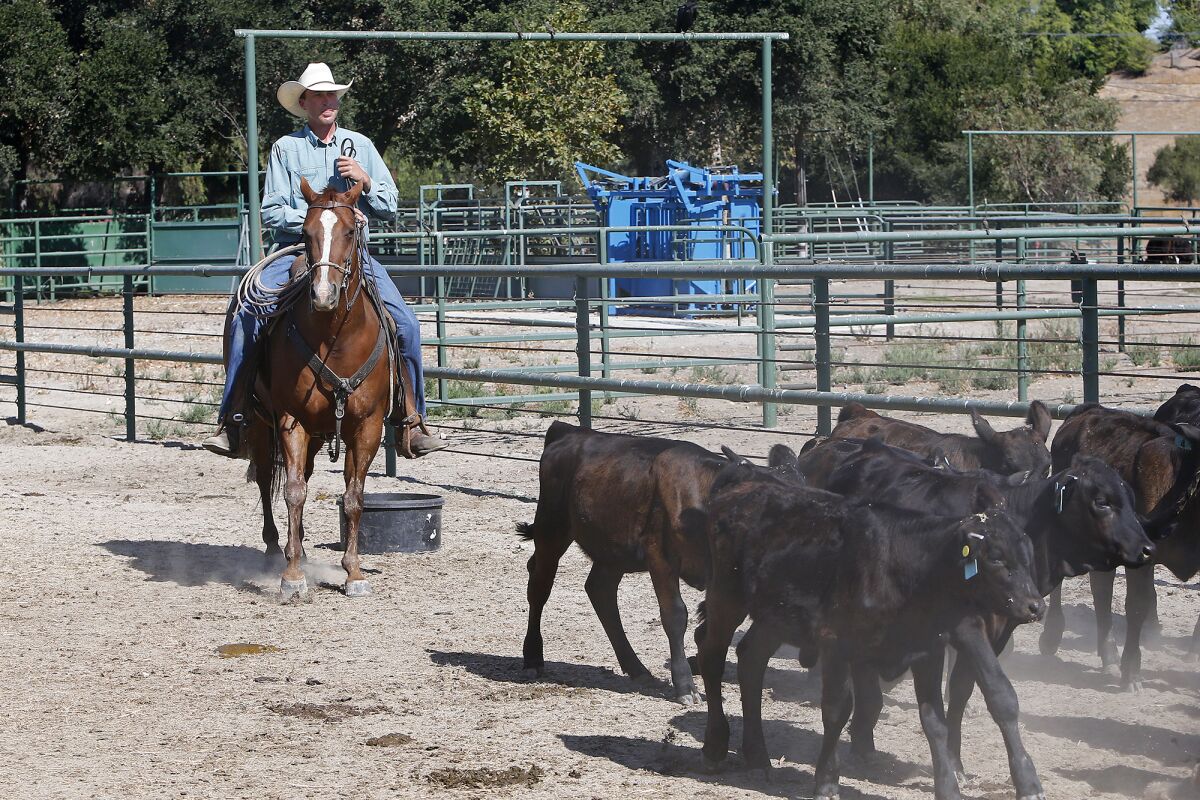 Brent Freese herds calves into a weighing scale at Rancho Mission Viejo's Cow Camp in San Juan Capistrano.