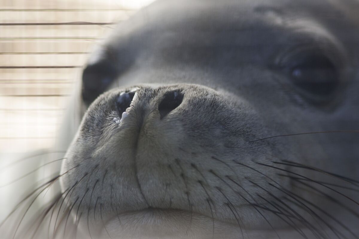 An endangered Hawaiian monk seal looks out from her container.