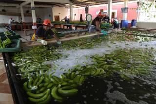Recently harvested bananas are washed at a farm in Los Rios, Ecuador, Tuesday, Aug. 15, 2023. Bananas headed to a commercial port must meet long-established beauty standards of the export market. (AP Photo/Martin Mejia)