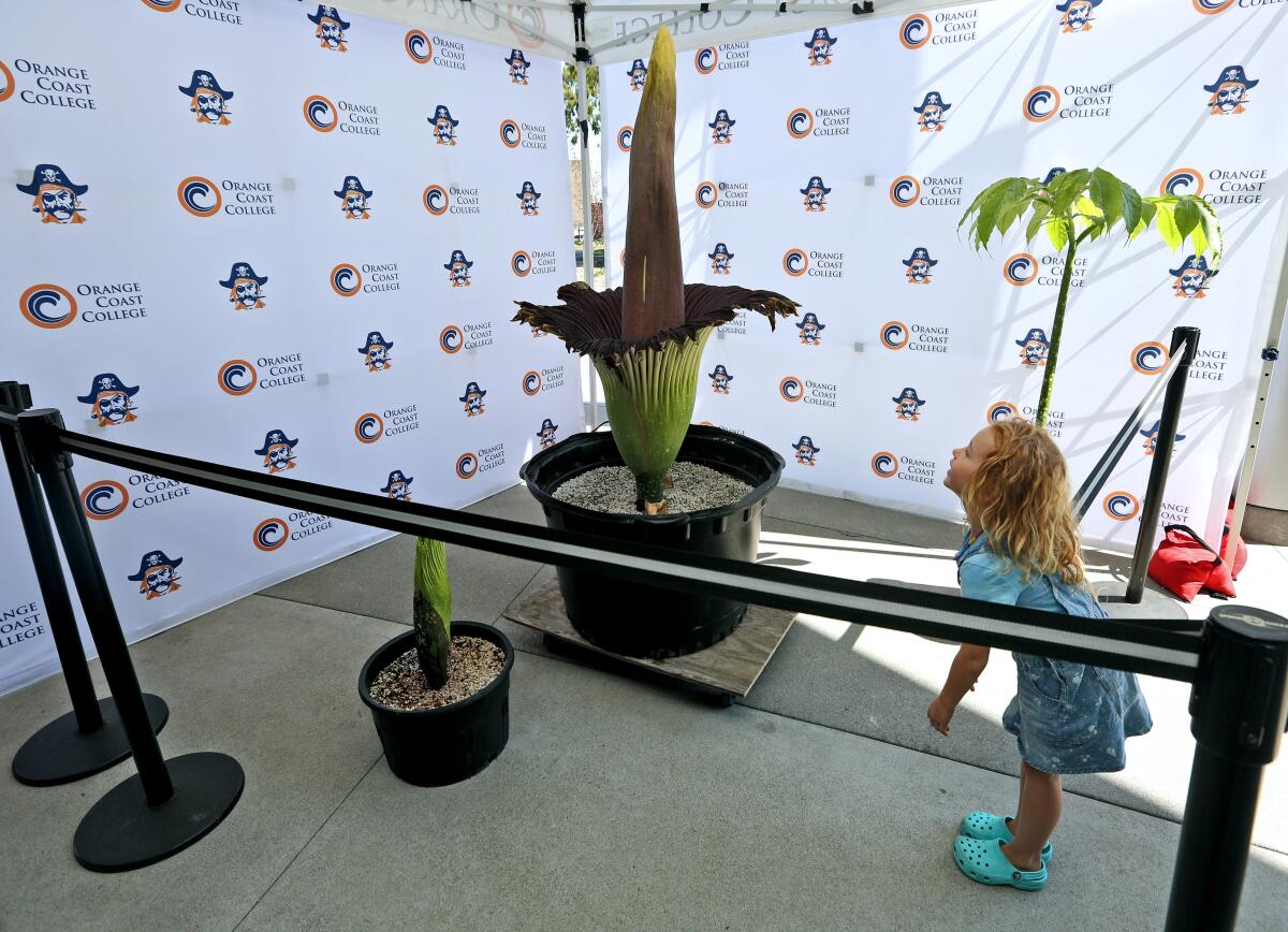 Juniper Zahringer, 5, of Costa Mesa takes a whiff Friday of the Amorphophallus titanum, or "corpse flower," that bloomed at Orange Coast College in Costa Mesa, giving off its pungent odor. It is about 4 feet tall, and the small one next to it is expected to bloom in about a week.
