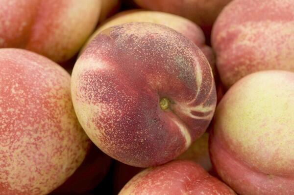 Candy Pearl white nectarines